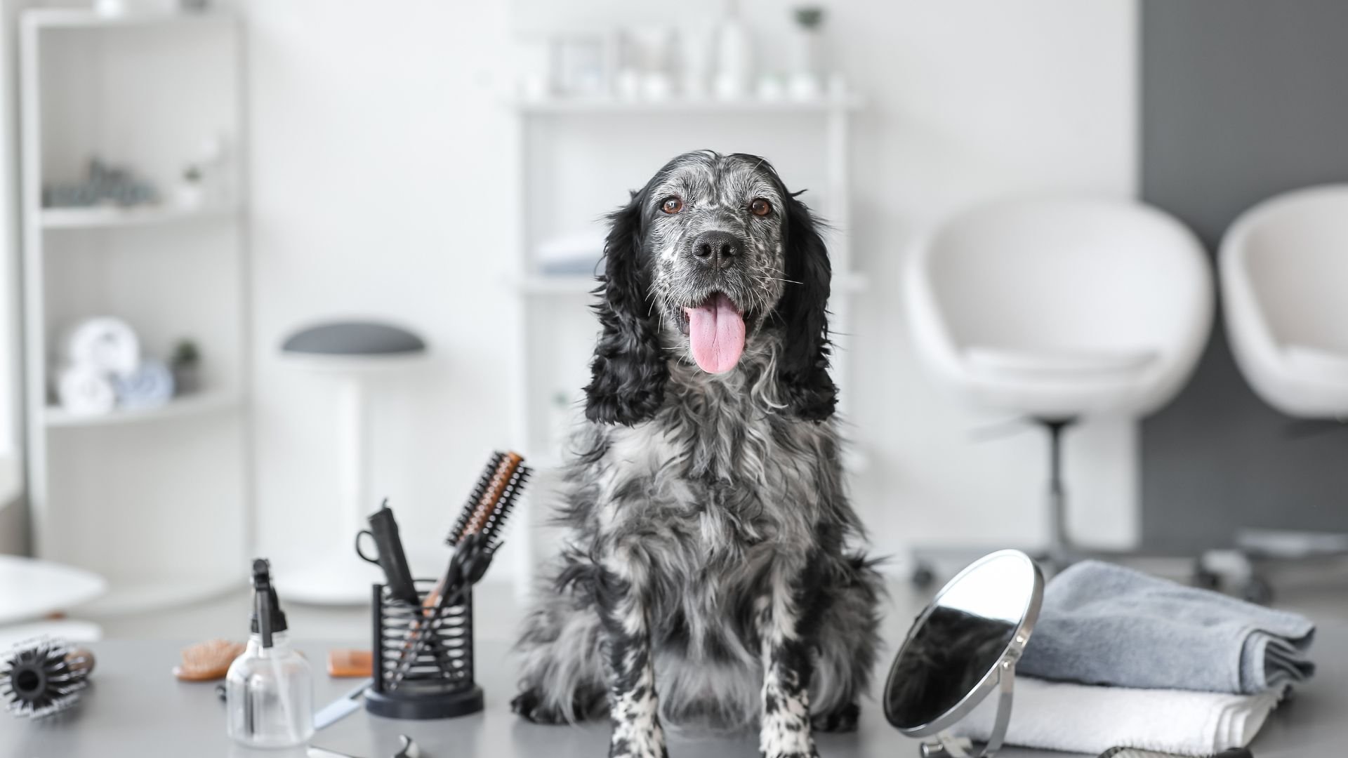 Shaggy dog sitting in grooming salon with hairbrushes and mirror