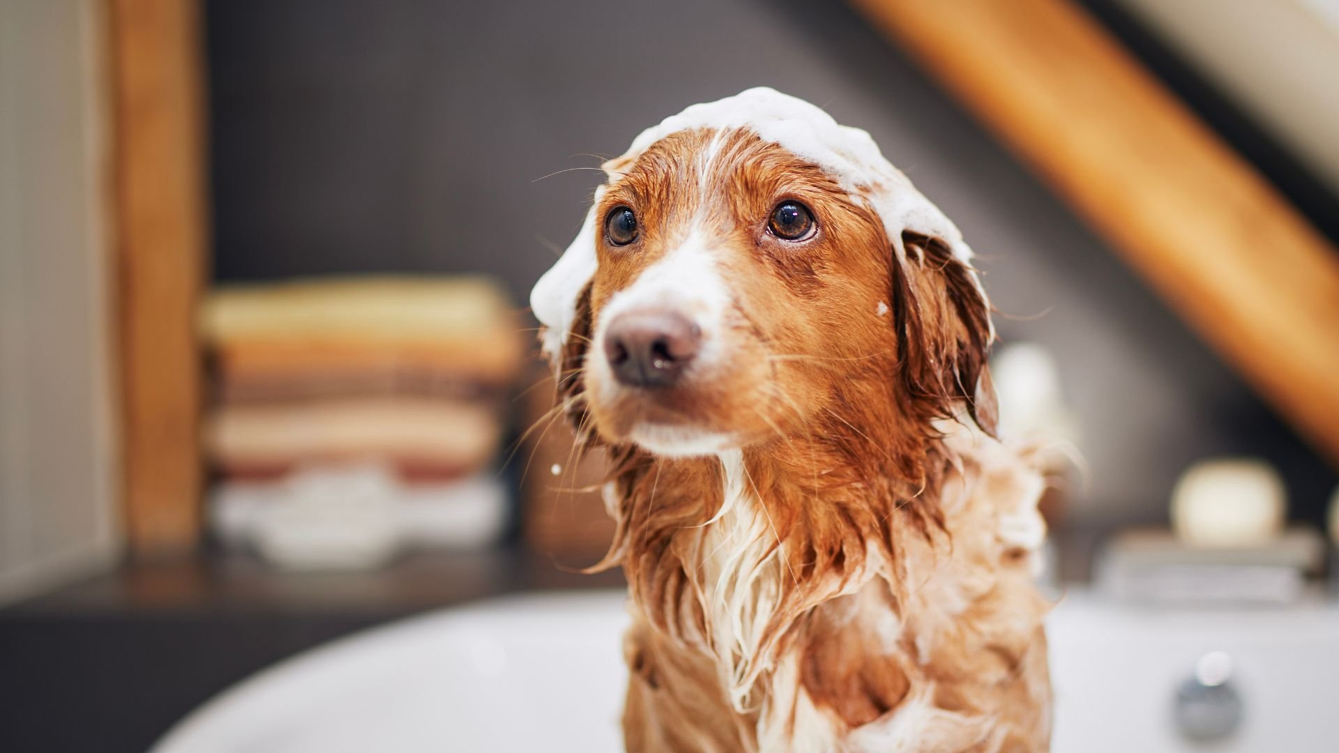 Wet ginger dog with soap suds looking sad after bath time