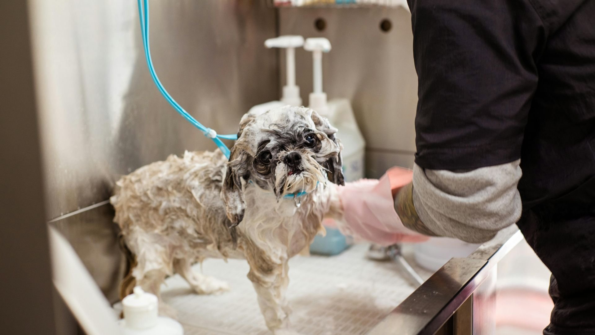 Wet and soapy small dog getting bathed at professional grooming salon