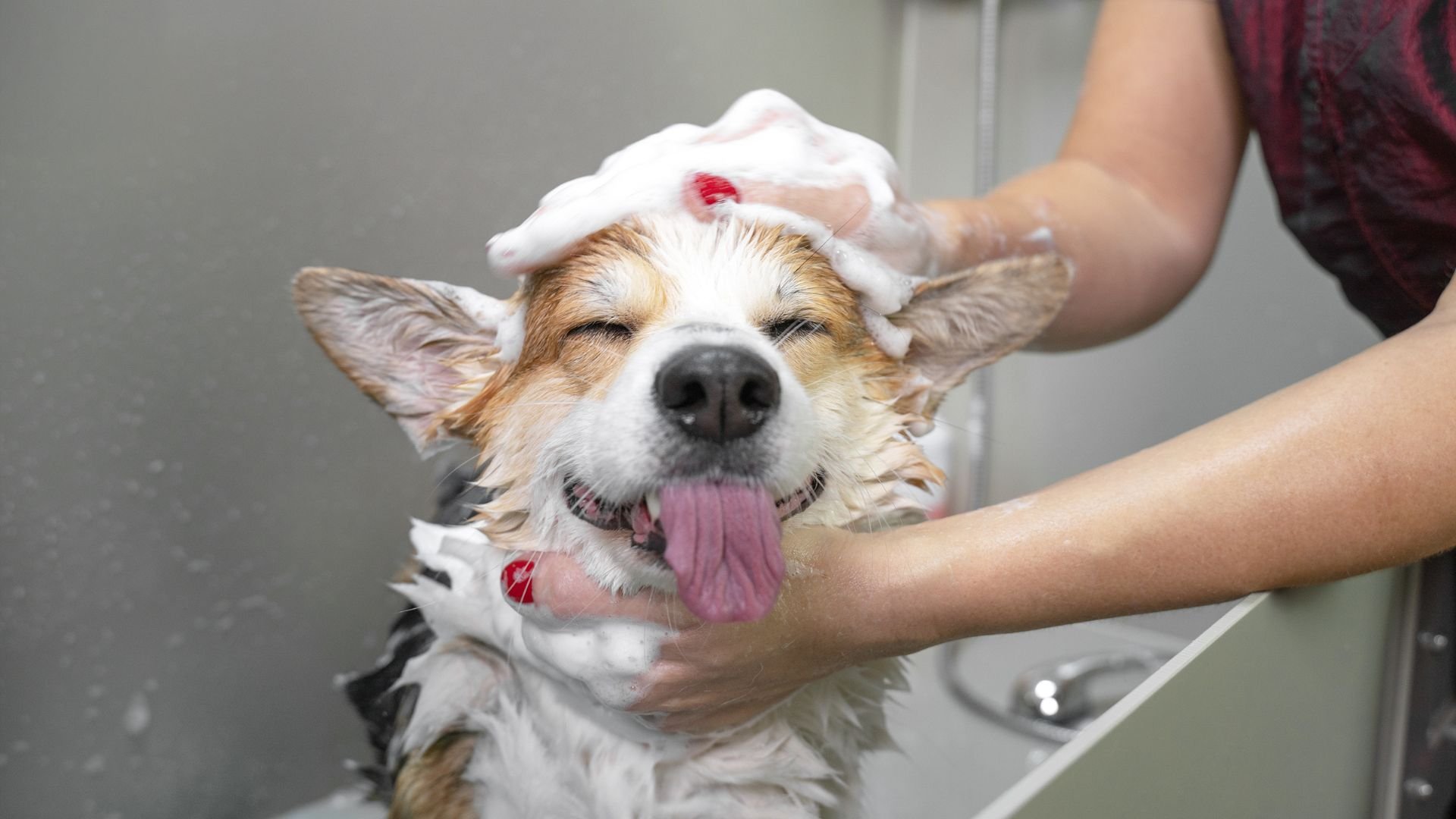 Happy dog enjoying a sudsy bath with tongue out and eyes closed