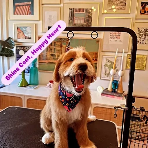 Happy dog with open mouth sitting on grooming table wearing colorful bandana