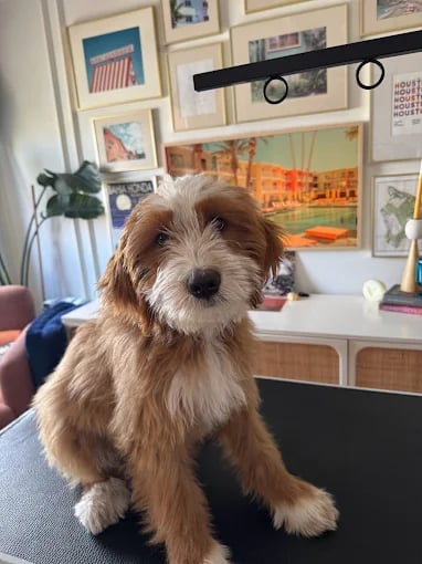 Fluffy brown and white puppy sitting on chair near gallery wall