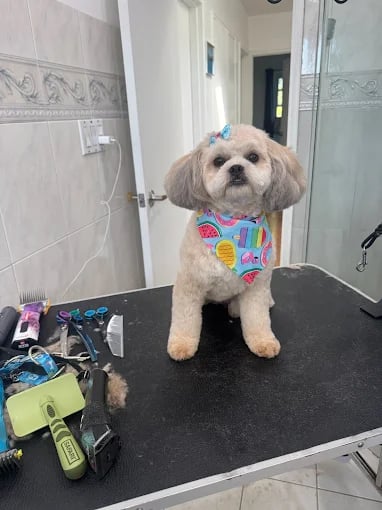 Groomed Shih Tzu puppy in colorful bandana sitting on black grooming table