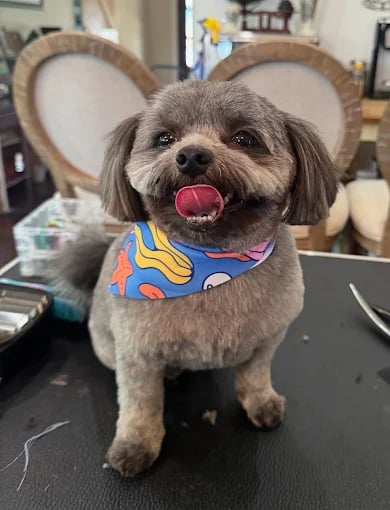 Smiling shih tzu dog with red ball, wearing colorful blue bandana