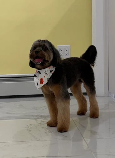 Fluffy dog with patterned bandana standing on white tiled floor