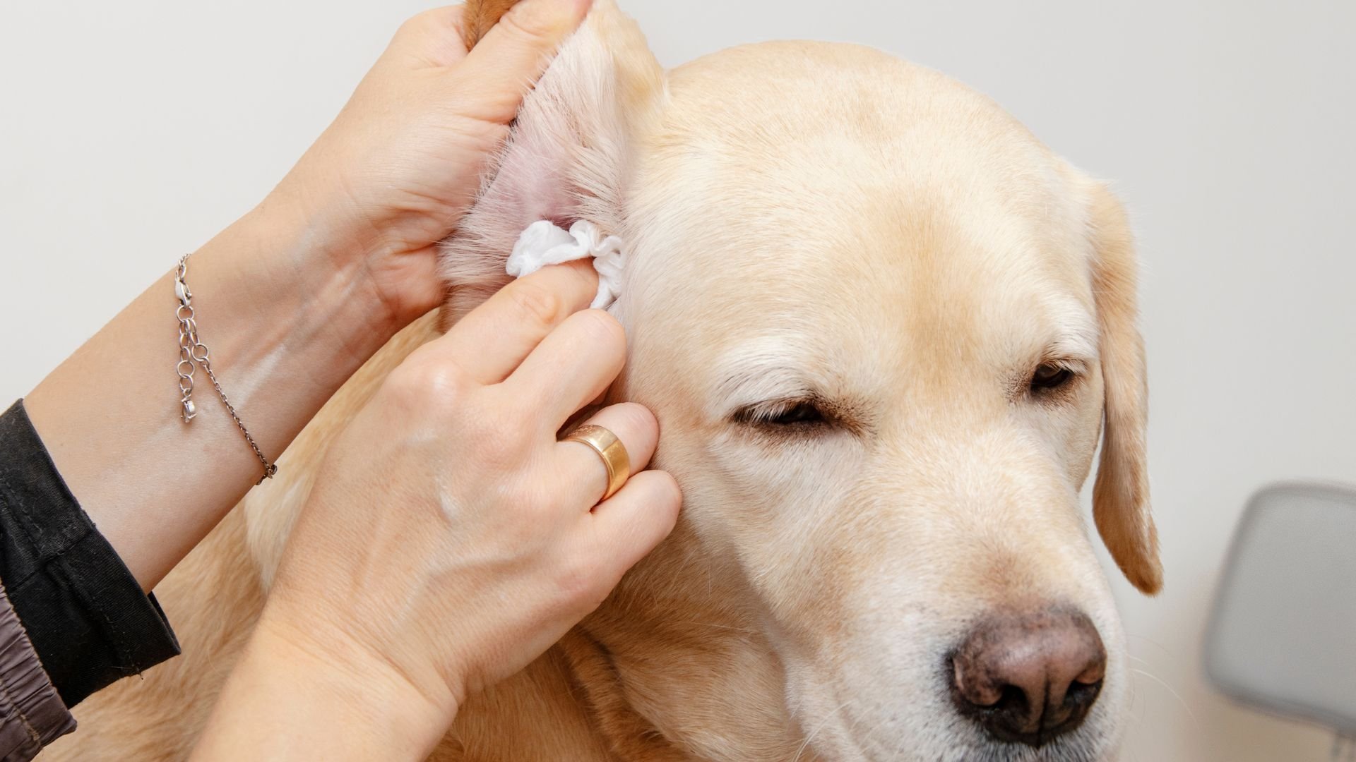 Cleaning a golden retriever's ear with a cotton swab