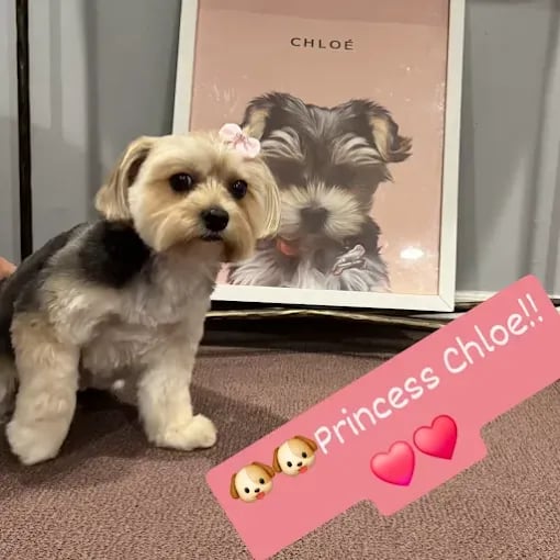Fluffy small dog with pink bow next to framed dog portrait named Chloe