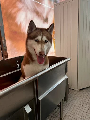 Husky dog with tongue out sitting in metal grooming tub