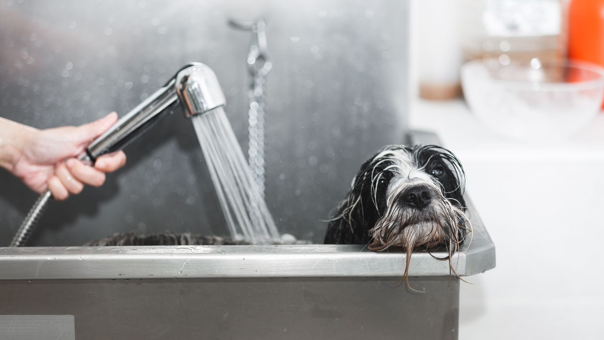 Wet dog looking unamused during bath time with handheld shower